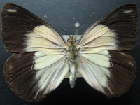 Belenois java teutonia - Adult